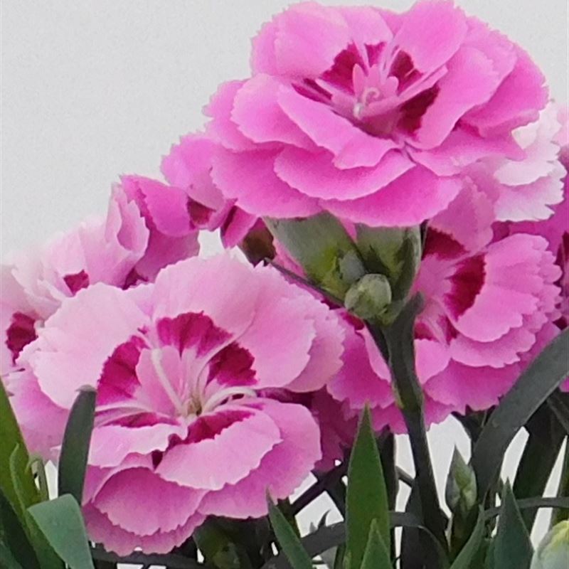 Capriccio compact bicolor violet® 